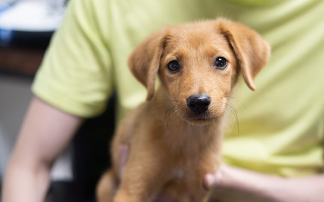 5 Reasons to Adopt a Dog From Big Valley Auto Auction